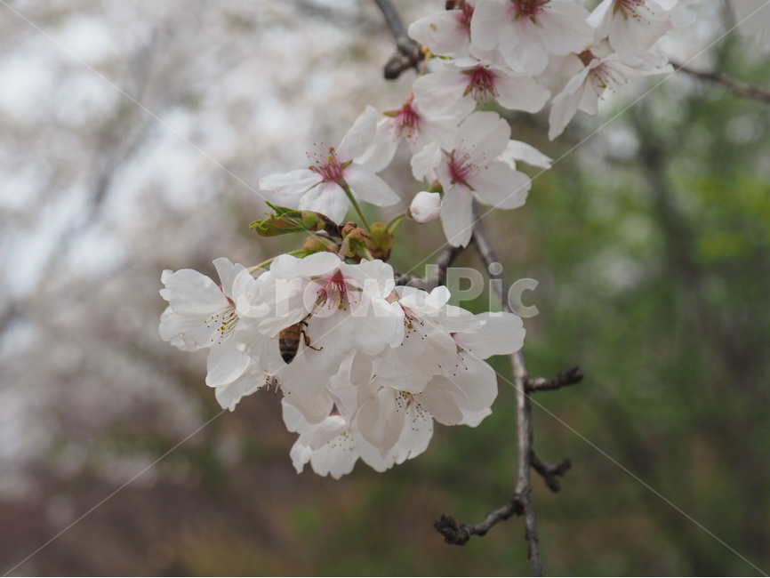 벚꽃,꿀벌,봄,나무,자연,하늘,순간포착,감성,봄,계절,spring,season,식물,자연,plants,nature,꽃,flower,plant,blossom