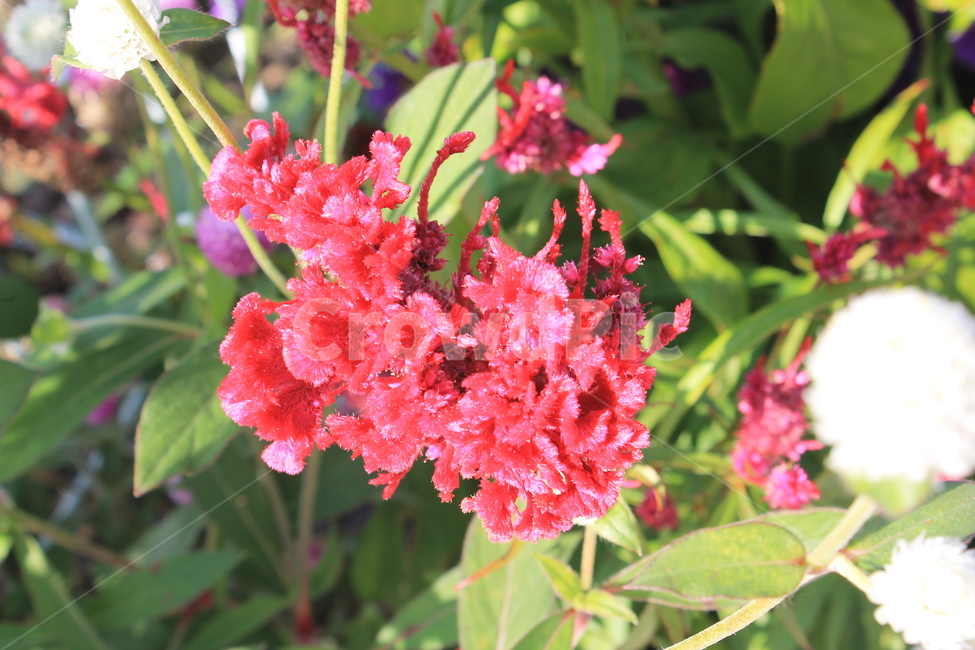 식물,야생화,가을,plant,wildflower,flower,autumn,fall,geranium,제라늄,blossom,꽃