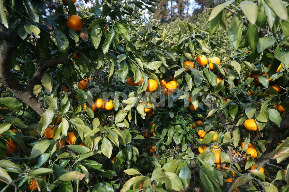 제주,제주도,감귤,오렌지,plant,식물,food,음식,fruit,과일,과일,열매,fruit