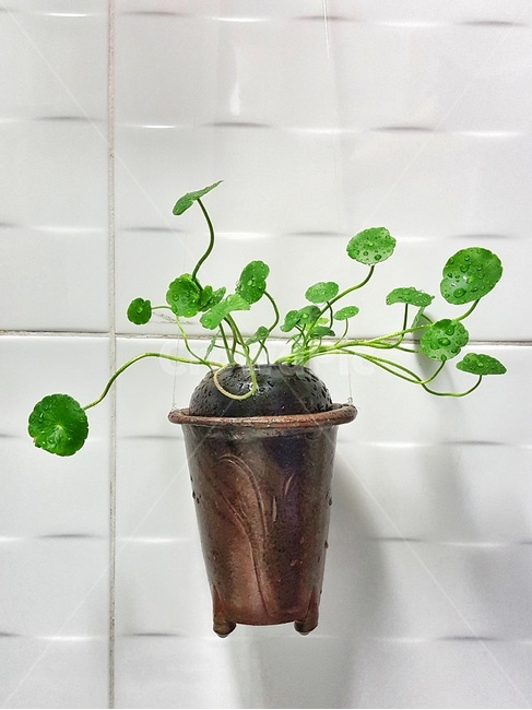 화초,항아리,옹기,초록,화분,잎,식물,plants,nature,실내용화초,houseplants,실내디자인,인테리어