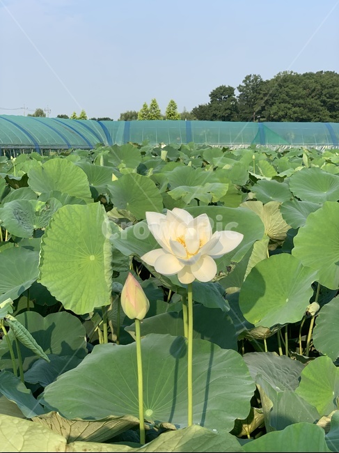 plant,식물,flower,blossom,꽃,연꽃,연꽃잎