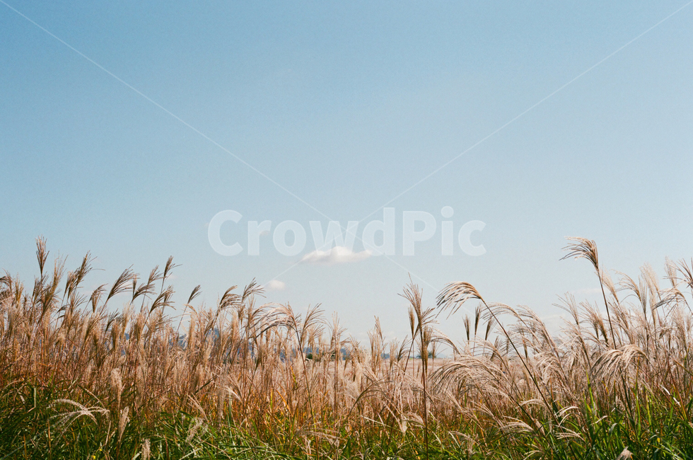갈대,reed,푸른하늘,가을,구름,하늘,바람,햇빛,자연,싱그러움,식물,plant,grass,가을,계절,fall,autumn,season,식물,자연,plants,nature,잔디,lawn