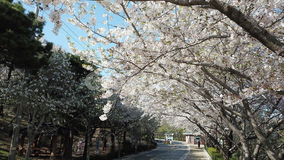 황령산,벚꽃,봄꽃,봄,부산황령산,부산,봄,계절,spring,season,plant,식물,flower,꽃,blossom