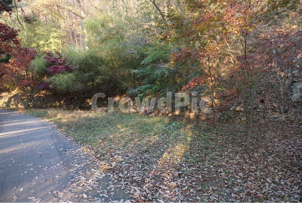 tree,나무,plant,식물,leaf,자연,풍경,nature,landscape