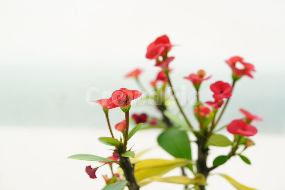 꽃,플라워,flower,red,레드,빨강,붉은색,컬러,색감,감성,계절,식물,생물,잎,느낌,식물,자연,plants,nature,꽃,flower