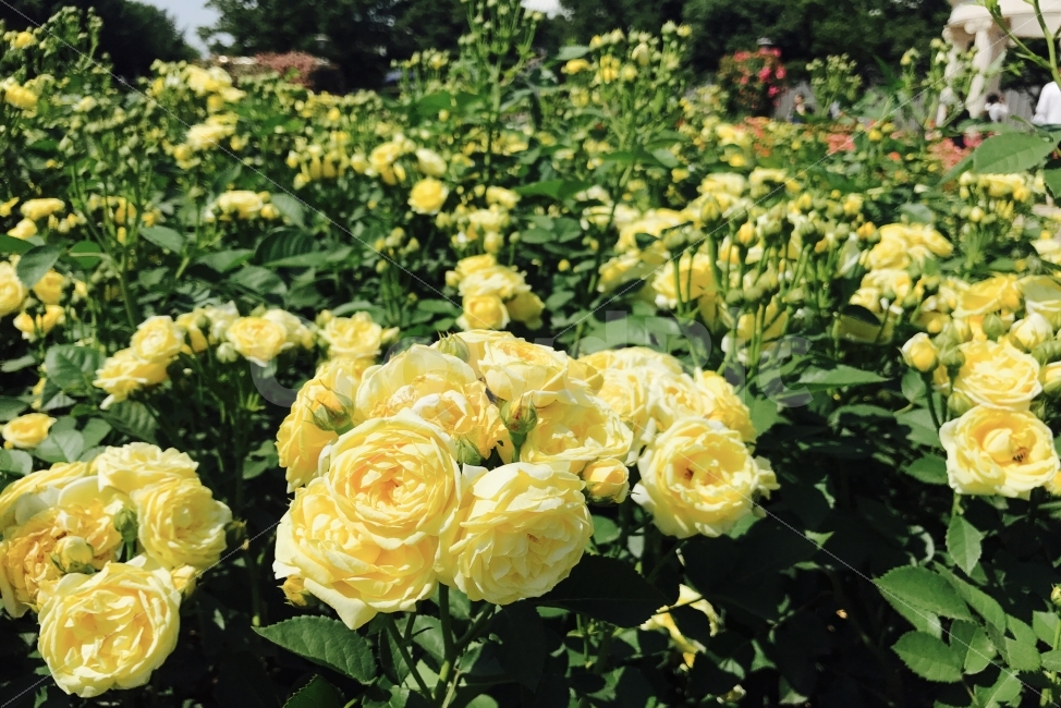 꽃,장미,노란장미,올림픽공원,여름,6월,식물,풍경,식물,자연,plants,nature,꽃,flower,감성,sensible,feeling