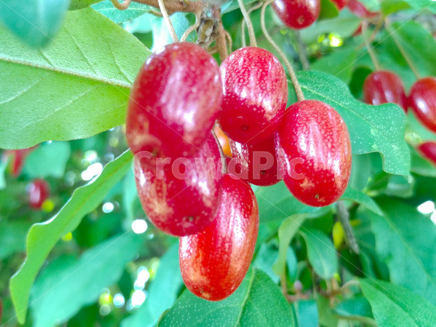 barley tree,Pipala,dicotyledonous plant,sphenoid,evergreen tree,Moraceae,Ashvata