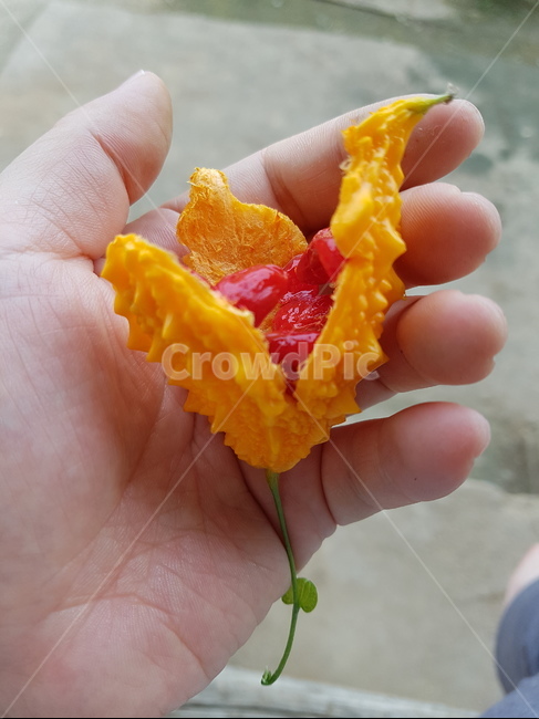 여주,식물,빨간씨,주황색,열매,덩굴식물,여름,손