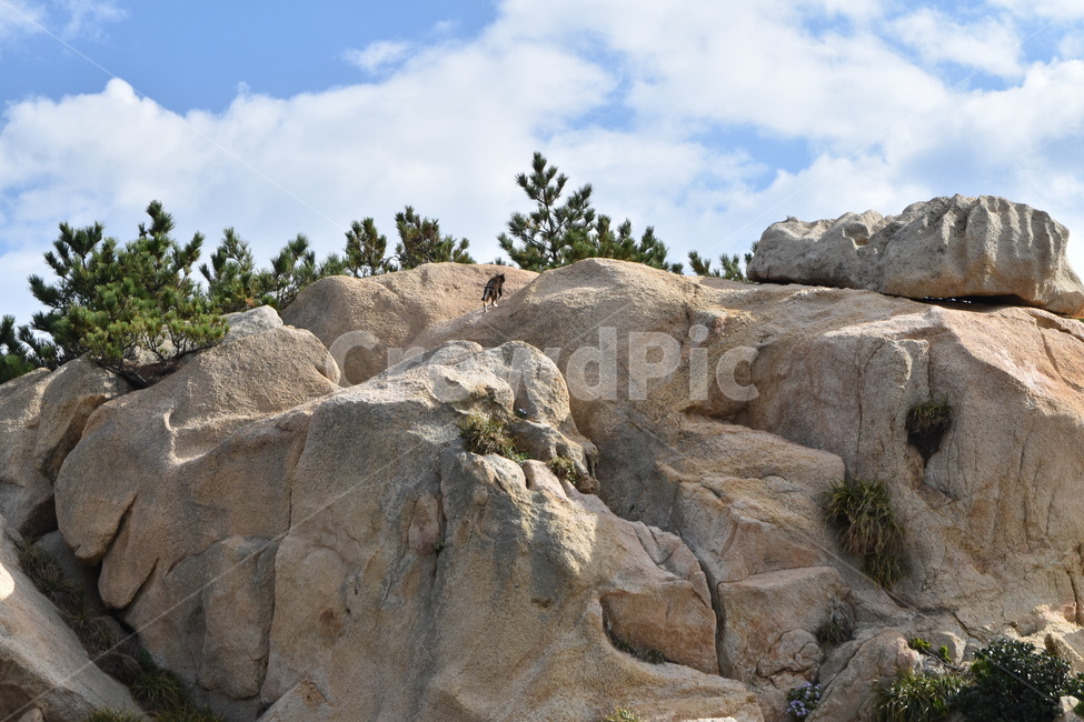 울산,대왕암,야생,고양이,바위,풍경,동물,포유류,cat,wild,sea,ocean,climb,자연,풍경,nature,landscape,outdoors,옥외,mesa,메사