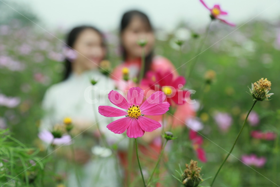 plant,식물,꽃,flower,코스모스