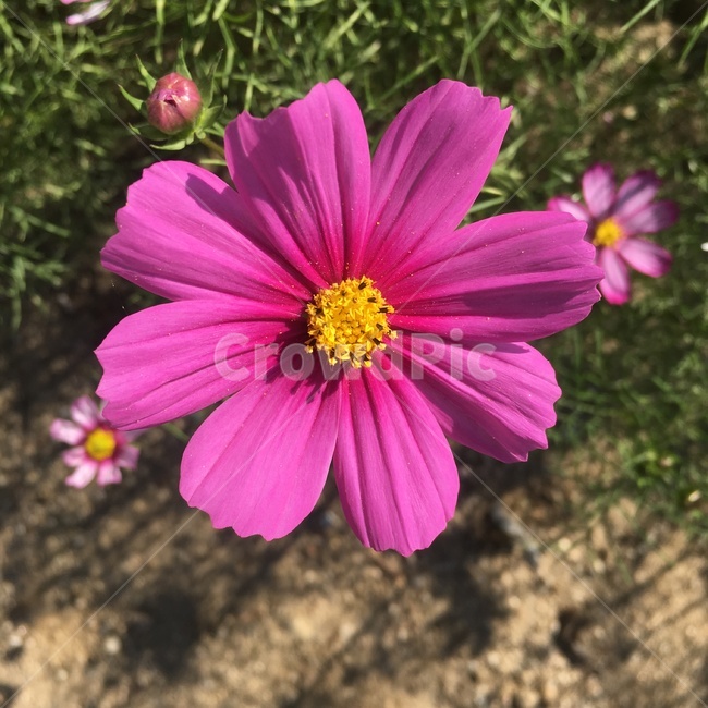 코스모스,가을,꽃,분홍꽃,자연,배경,가을,계절,fall,autumn,season,식물,자연,plants,nature,꽃,flower,plant