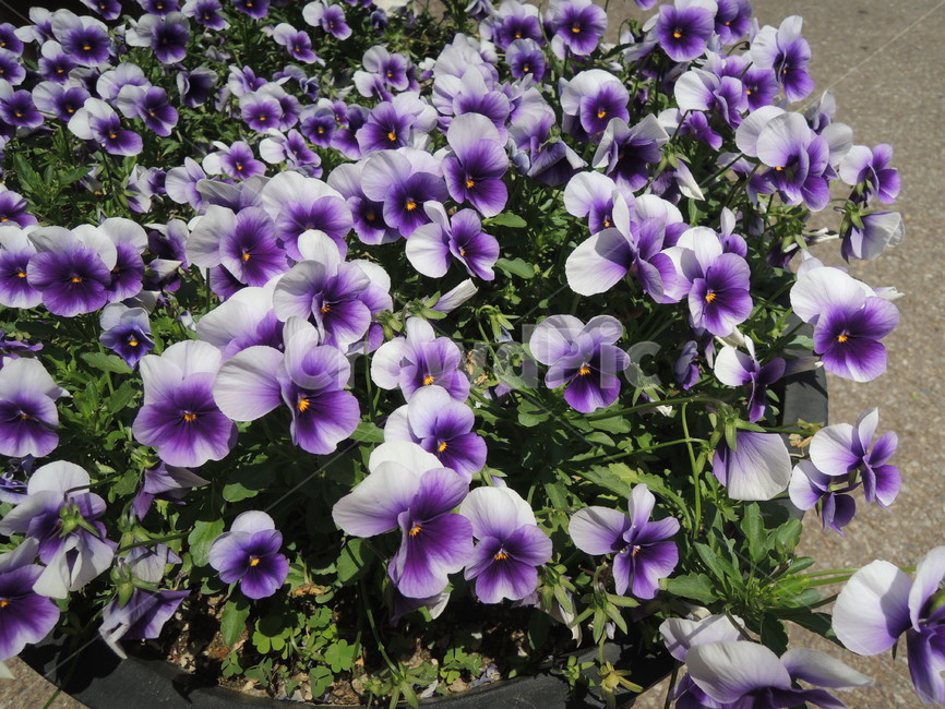꽃,보라색,flower,꽃다발,purple,violet,자연
