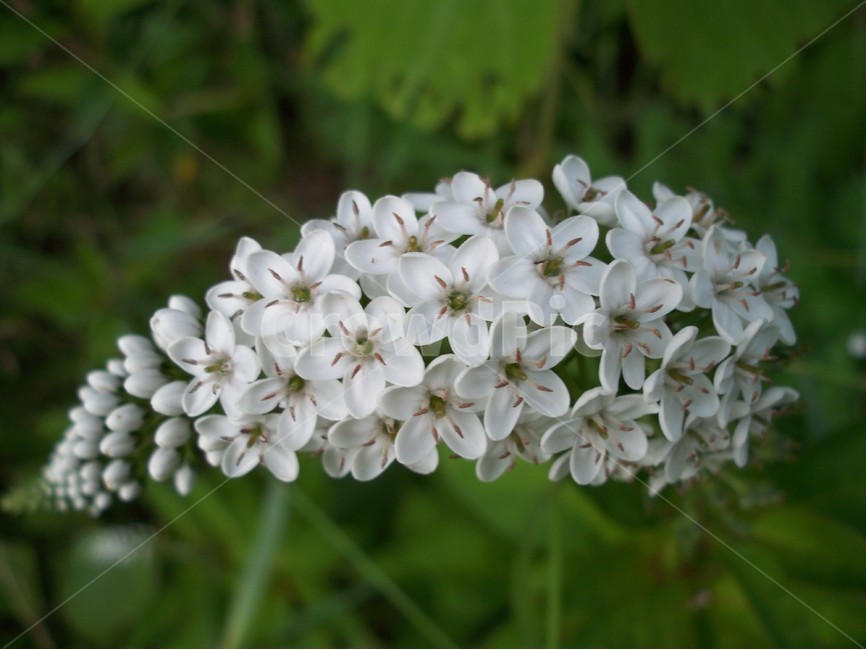 꽃,야생화,flower,식물,자연,식물,자연,plants,nature,꽃,flower