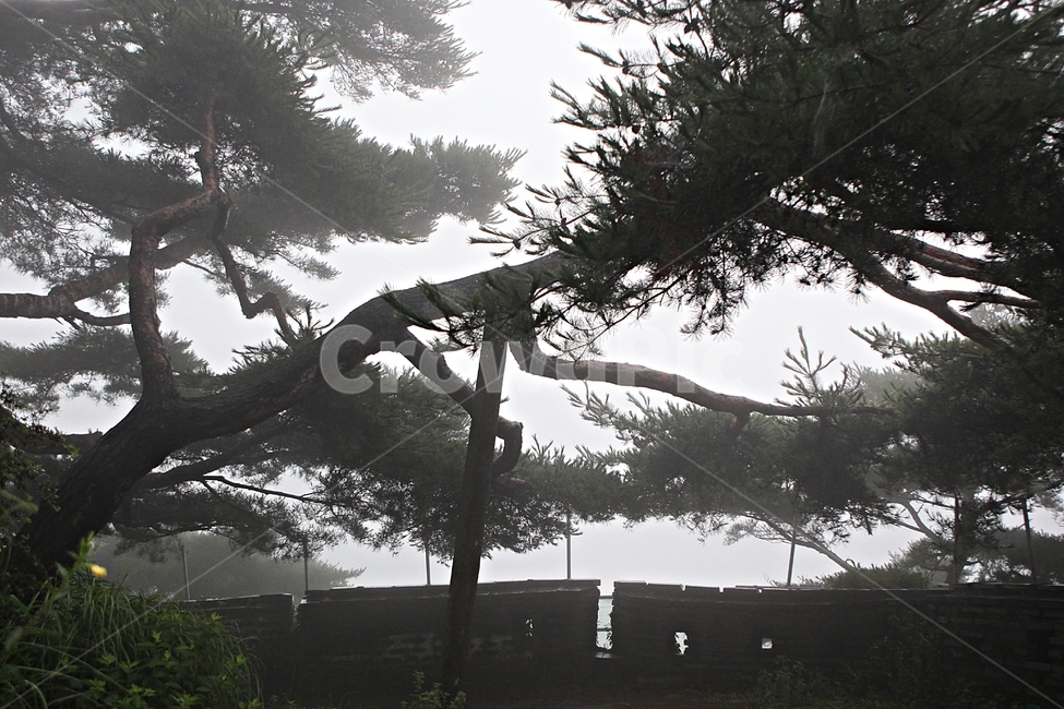 남한산성,성,성곽,둘레길,길,숲,숲길,안개,돌담,담