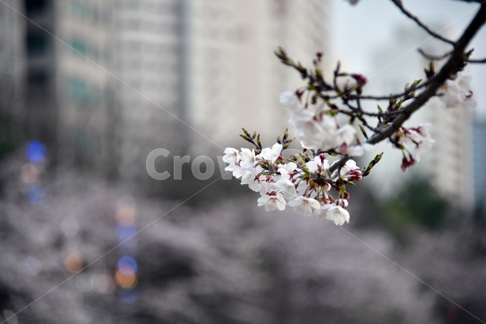 벚꽃,나무,봄,식물,아파트,꽃