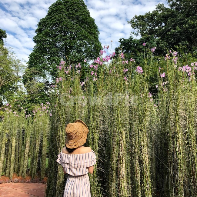 밀짚모자여자,여자뒷모습,자연여자,꽃여자,여자,인물,모델,파나마햇,자연,풍경,nature,landscape,사람,인물,인간,human,person,여성,여자,woman,female,lady,garden,정원,outdoors,옥외