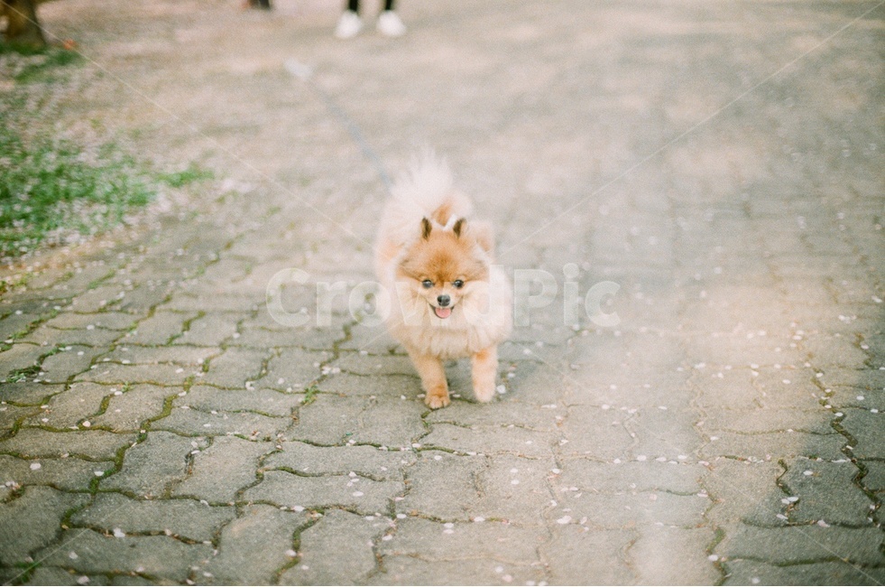 love,happy,cute,Emotional photo,spring,film photography,puppy,Beloved,road,pomeranian,pet dog,dog,park