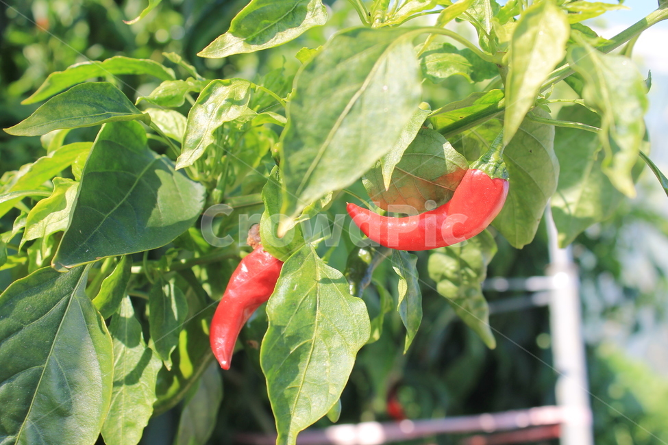 고추,붉은고추,chilly,plant,식물,과일,열매,fruit