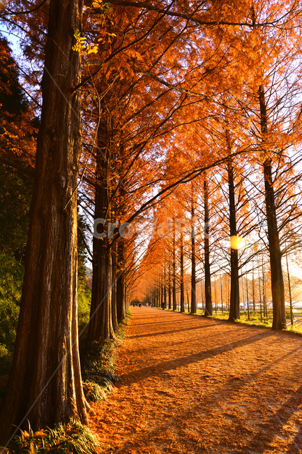 메타쉐콰이어,가로수길,길,산책로,늦가을,가을풍경,fall,autumn,road,시즌,계절,분위기,데이트,걷고싶은,해질무렵,석양,노을,그림자,빛,명암,수직,길다,가을분위기,가을서정,나무,배경,바탕,백그라운드,background,tree,plant,식물