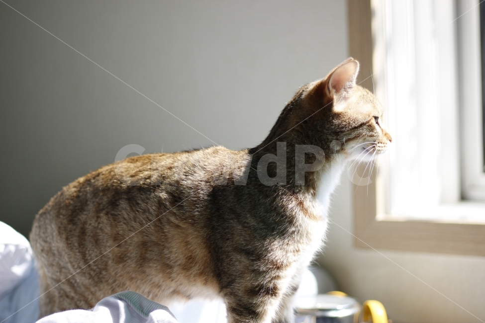 고양이,반려동물,유기묘,길냥이,애완동물,cat,pet,kitten,아기고양이,코숏,코리안숏헤어,캣대디,캣맘,햇살,아침,반려묘,morning,sunshine,동물,animal,고양이,cat,kitten,kitty,포유류,mammal