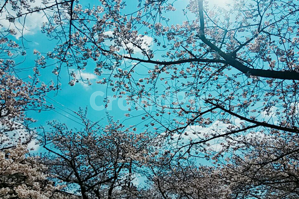 벚꽃,하늘,푸르른,빛,자연