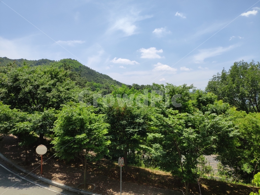 맑음,나무,자연,풍경,배경,자연,풍경,nature,landscape,outdoors,옥외