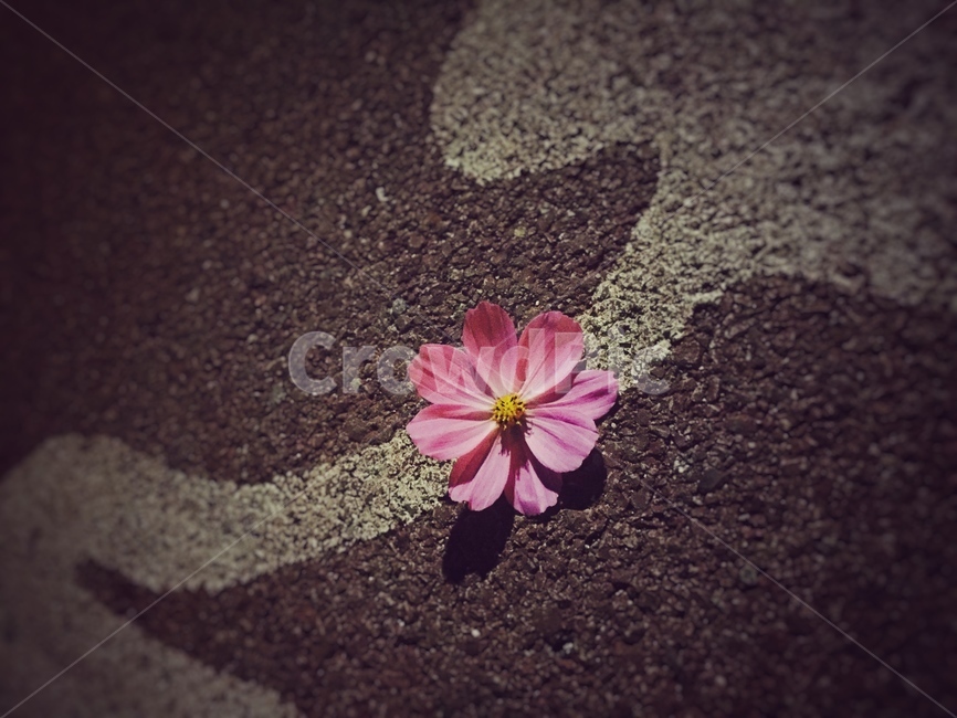 새벽,휴식,짧은시,힐링,감성,꽃,flower
