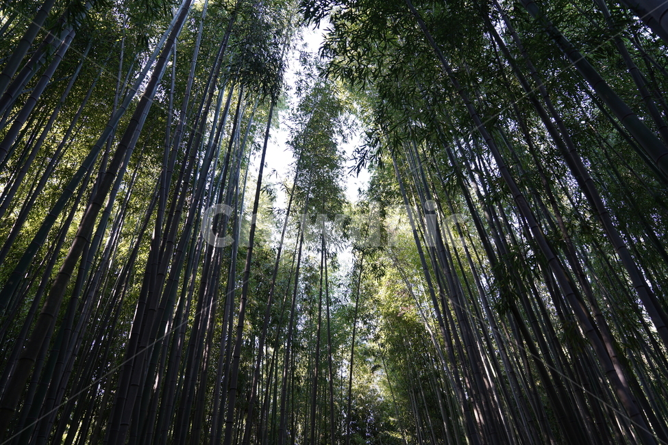 죽녹원,대나무숲,산책길,화창한날씨,피톤치드,plant,식물,bamboo,대나무,나무,trees,wood