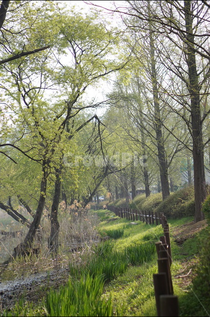 나무,아침,봄,빛,풍경,초록,자연,풍경,nature,landscape,식물,plants,나무,trees,wood,휴식,힐링,rest,relaxation,healing,plant,tree,tree trunk,나무 줄기