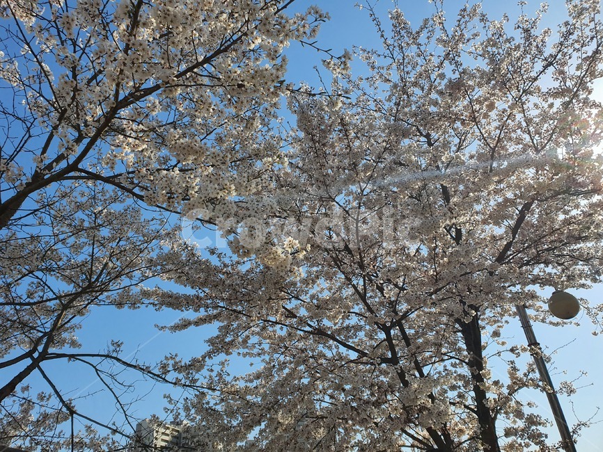 plant,식물,벚꽃,흰벚꽂,flower