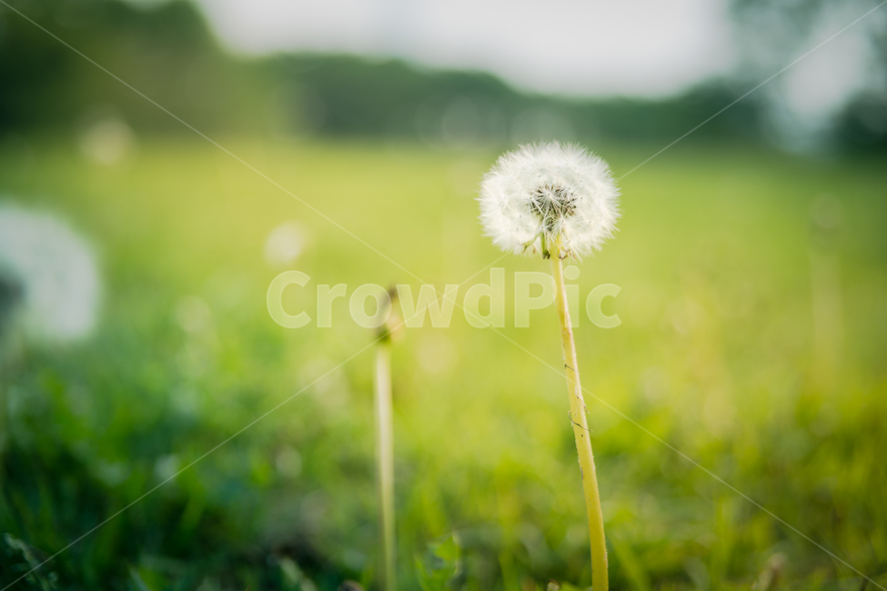 민들레,풀밭,보케,잔디밭,감성,식물,자연,plants,nature,꽃,flower
