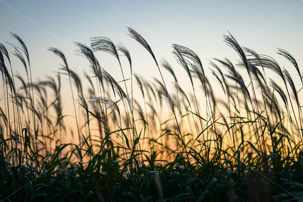 가을,억새,상암,노을,공원,가을,계절,fall,autumn,season,자연,풍경,nature,landscape,grass,잔디,plant,식물,lawn