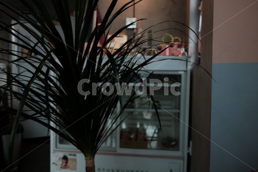 식물,카페,냉장고,포인트벽,어두운,식물,자연,plants,nature,실내용화초,화분,화초,house plant,인테리어,실내디자인,interior design