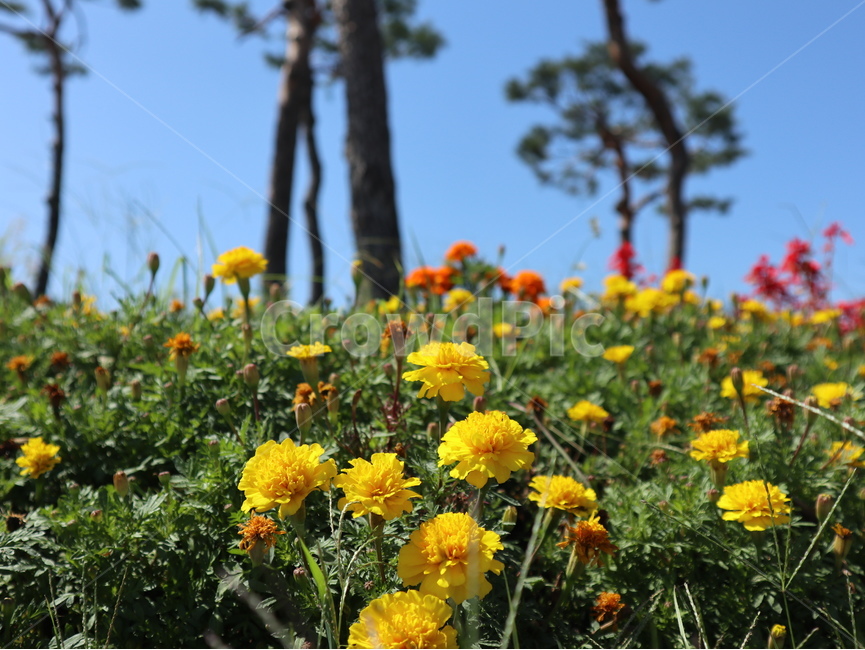 매리골드,노란색,꽃,공원,식물,식물,자연,plants,nature,꽃,flower