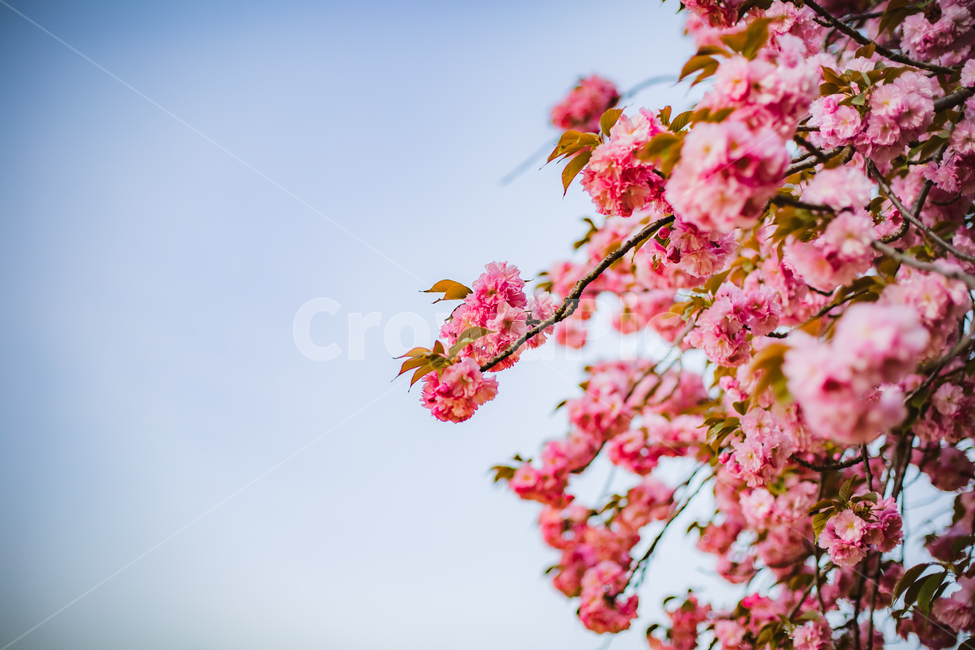 벚꽃,겹벚꽃,감성,분홍,핑크,봄,봄꽃,cherryblossom,blossom