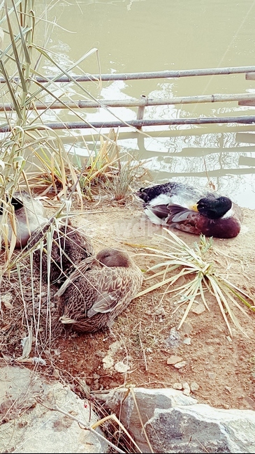 오리,동물,야생,햇살,호수,부부,물,animal,wild,sunshine,lake,couple,water,warm,따뜻함,평온,duck,수면,sleep