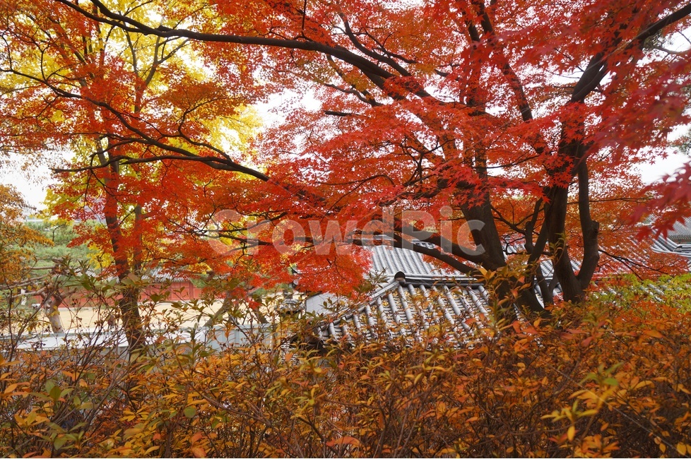 가을,단풍,고궁,창경궁,낙엽,기와,가을산책,고궁의가을,가을,계절,fall,autumn,season,한국전통,한국문화,korean traditional,korean culture,leaf,잎,plant,식물,tree,나무,maple