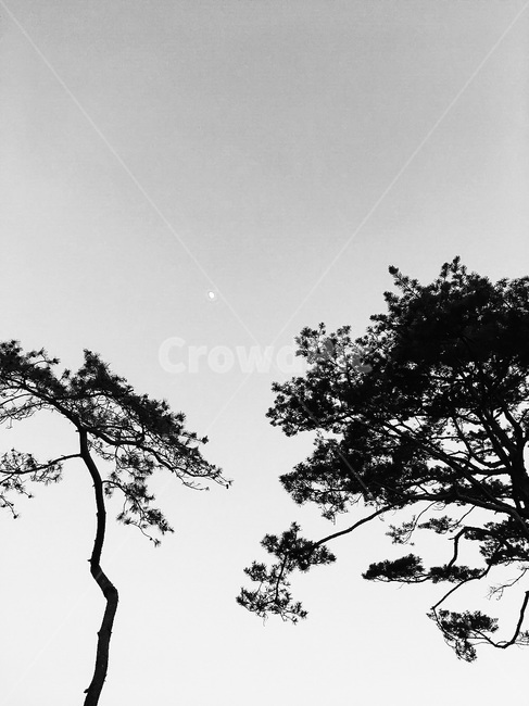 나무,하늘,소나무,흑백,tree,sky,pine,blackandwhite,black,dark,자연,풍경,nature,landscape,흑백,모노톤,monochrome,black and white,silhouette,실루엣,plant,식물