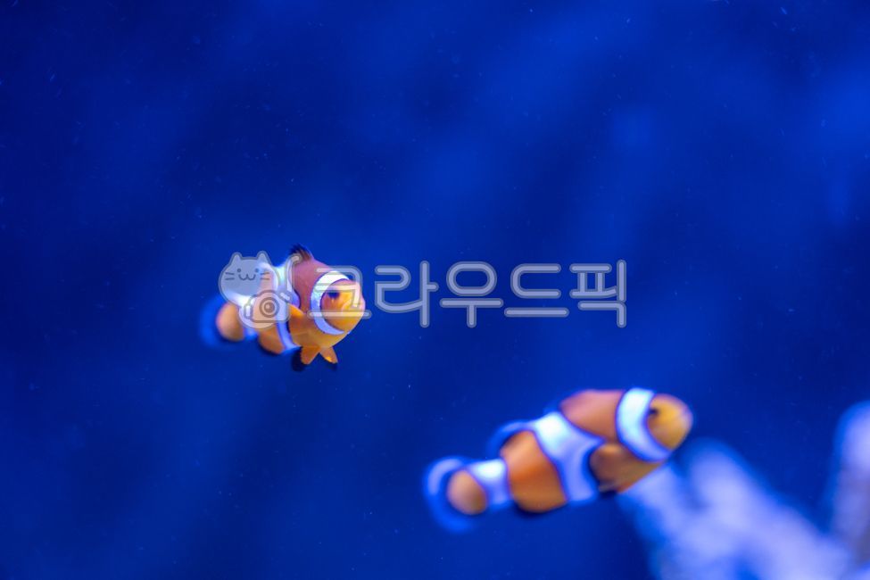 니모, 열대어, tropicalfish, 물고기, fish, 사진,이미지,일러스트,캘리그라피 - 헝그리작가작가