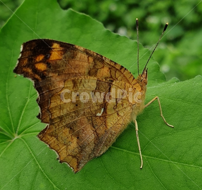 자연,가을,나비,들,곤충,동물,animal,곤충,벌레,insect,bug