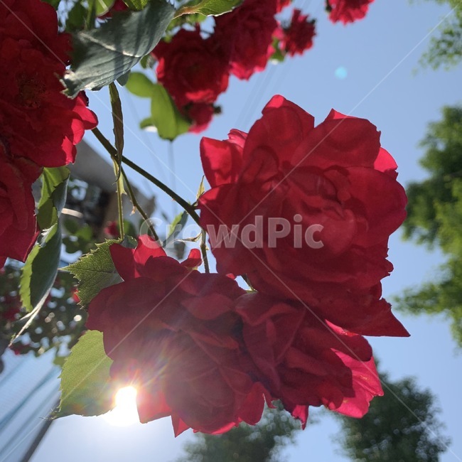 장미,빨간색,빨간장미,꽃,flower