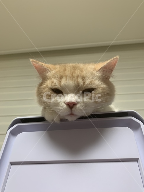 고양이,반려동물,스코티쉬,스트레이트,캣,cat,집사,심기풀편,화남,야옹이,애교쟁이,동물,animal,포유류,mammal,고양이,cat,kitten,kitty