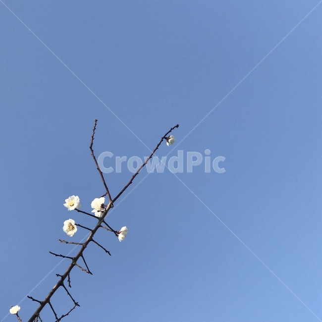 개화,꽃,나무,매화,봄,하늘,blossom,flowers,blue,나뭇가지,spring,식물,자연,plants,nature,꽃,flower