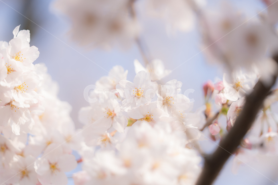 봄,벚꽃,사쿠라,분홍,꽃,꽃잎,나무,자연,봄,계절,spring,season,꽃,flower,plant,식물