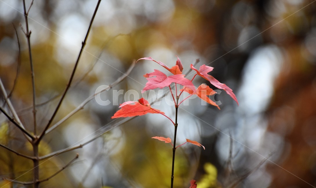 가을,자연,식물,가을정경,단풍,가을,계절,fall,autumn,season,plant,leaf,잎,tree,나무