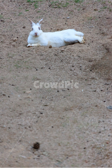 토끼,가족,애완동물,귀여운,동물,야생,동물,animal