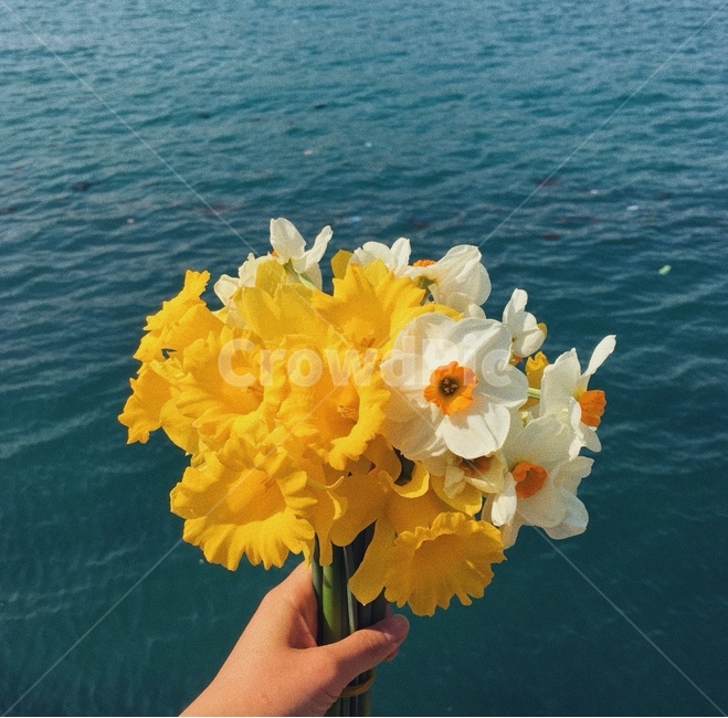 봄꽃,꽃다발,부케,narcissus,노란꽃,흰꽃,flowers,아름다운