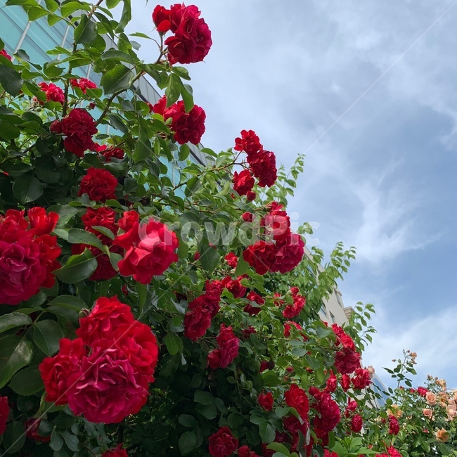 장미,빨강장미,레드장미,레드,장미스팟,생생한장미,자연,꽃