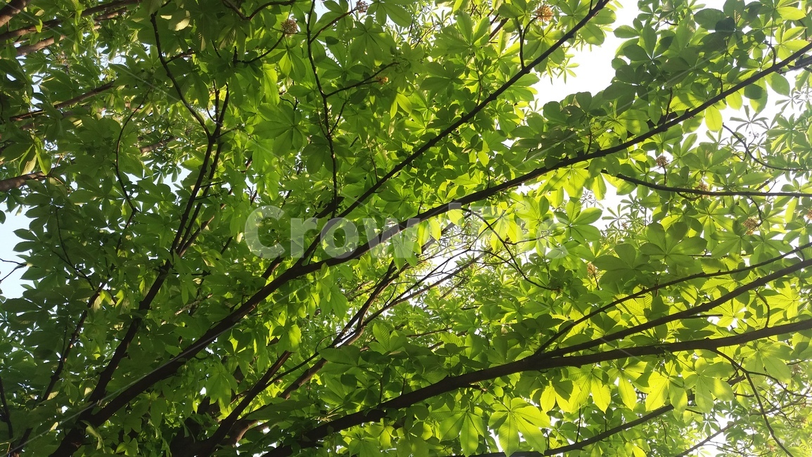 나무,초록,자연,햇빛,green,tree,leaf,leaves,나뭇잎