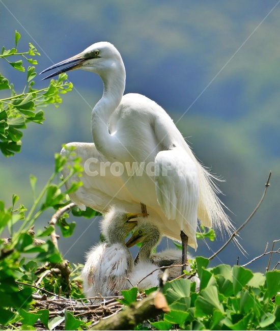 bird,새,animal,동물,waterfowl,egret,백로,stork,황새,육추,백로육추,백로새끼